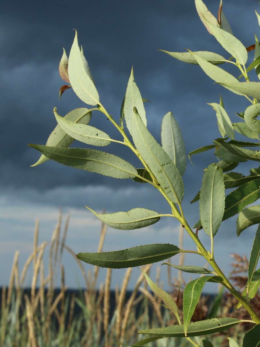 Изображение особи Salix pentandra.