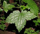 Geranium gracile. Средняя часть цветущего и плодоносящего растения (фрагмент стебля, узлы, молодые пазушные побеги, лист - адаксиальная сторона). Краснодарский край, Адлерский р-н, Краснополянский поселковый округ, горнолыжный курорт \"Роза Хутор\", экотропа, широколиственный лес, склон оврага. 10.09.2023.