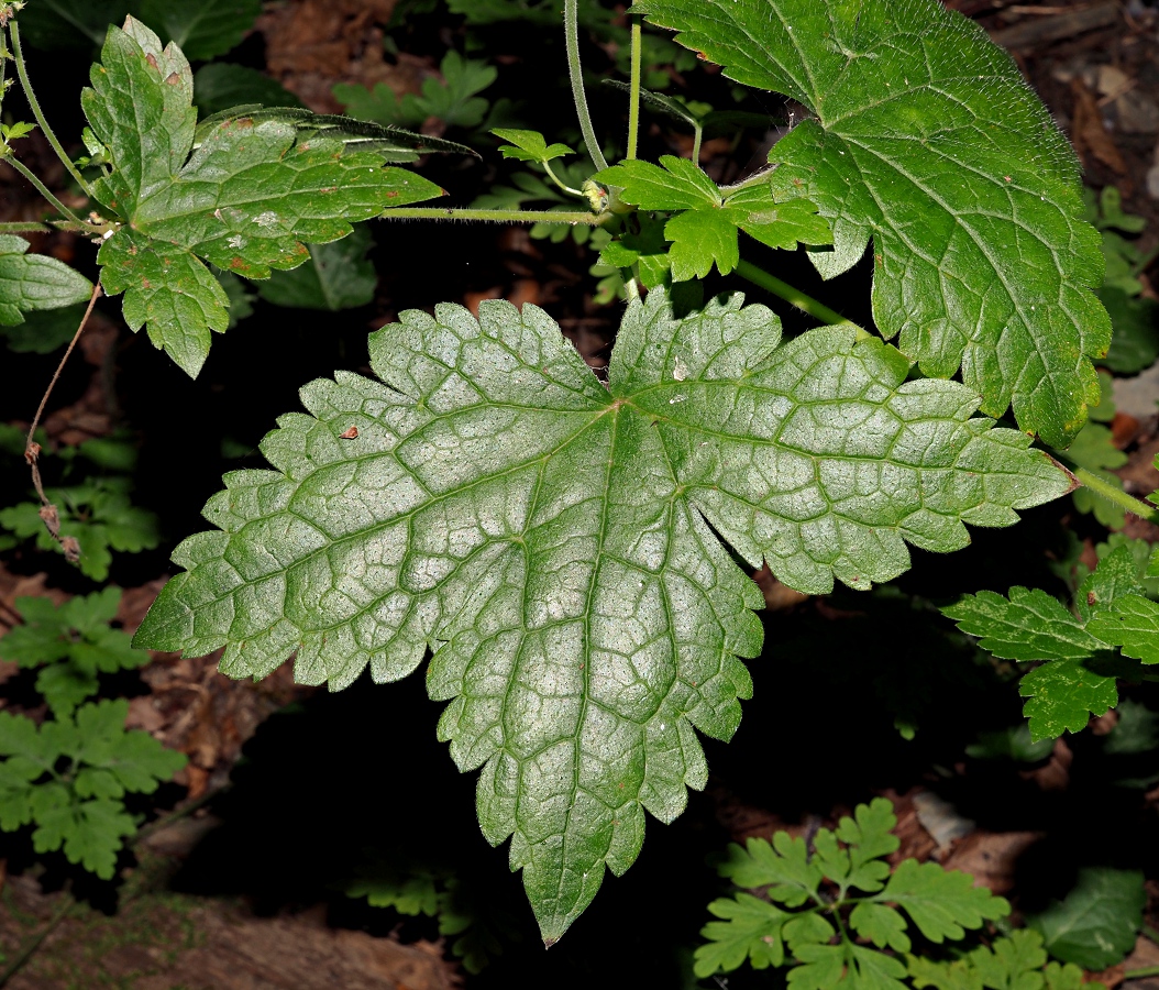 Image of Geranium gracile specimen.