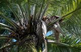 Jubaea chilensis. Остатки отплодоносивших соплодий и основания листьев. Краснодарский край, Сочи, Хостинский р-н, парк \"Дендрарий\", в культуре. 13.03.2025.