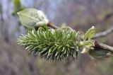 Salix caprea