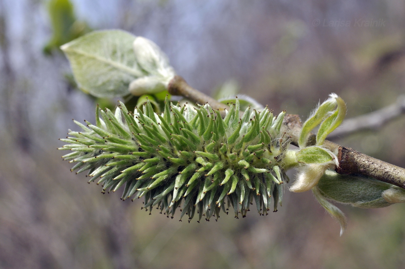 Image of Salix caprea specimen.