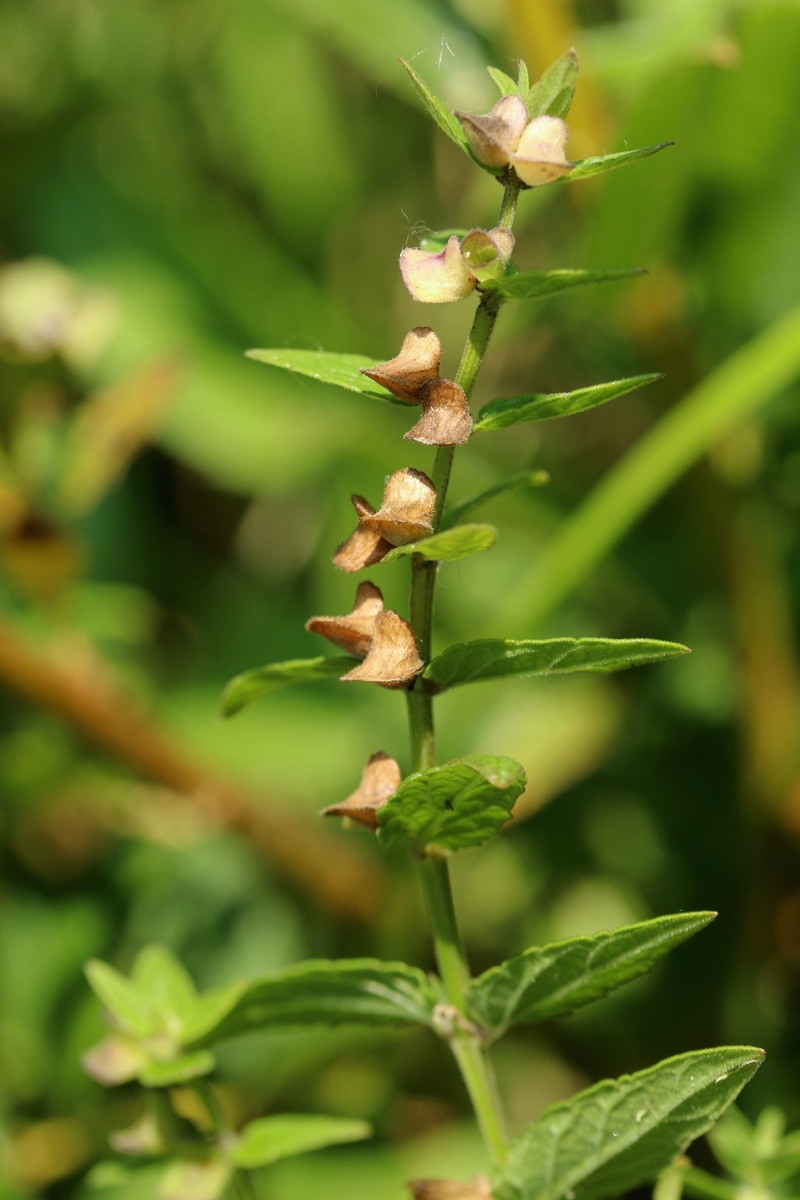 Image of Scutellaria galericulata specimen.