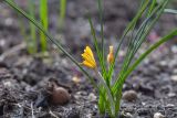 род Crocus. Цветущее растение. Мурманск, Октябрьский р-н, цветник. 19.05.2025.