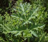 Heracleum sibiricum. Лист. Пермский край, Кунгурский р-н, окр. с. Плехановское, ур. Спасская гора, распадок. 02.06.2025.