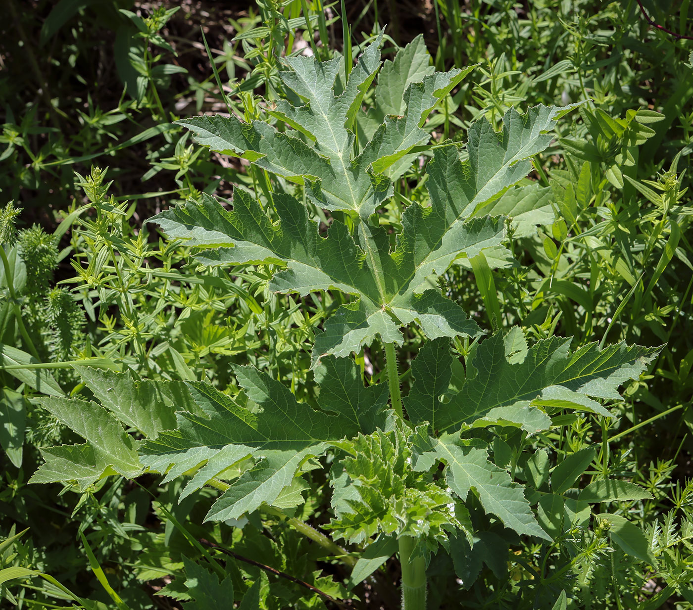 Image of Heracleum sibiricum specimen.