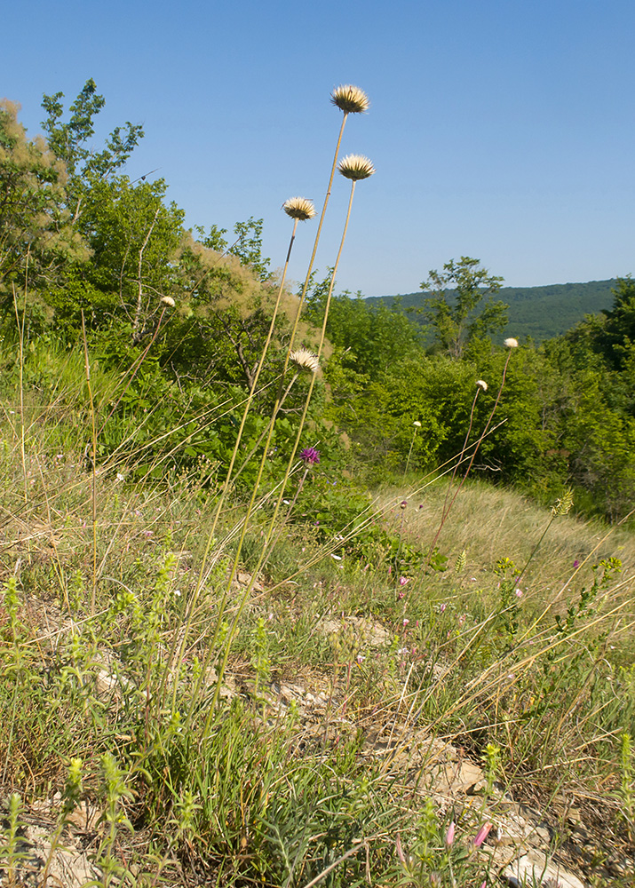 Image of Jurinea blanda specimen.