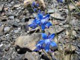 Delphinium lipskyi