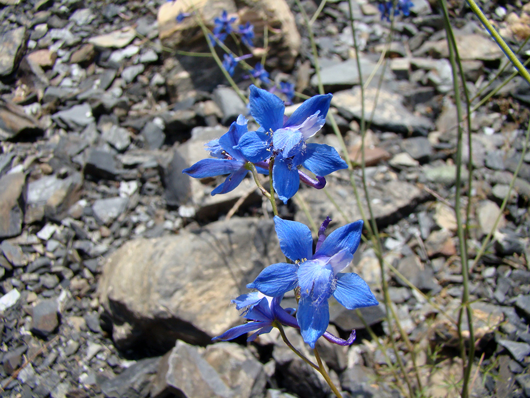 Image of Delphinium lipskyi specimen.