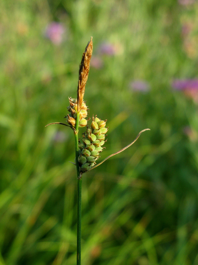 Image of Carex tomentosa specimen.