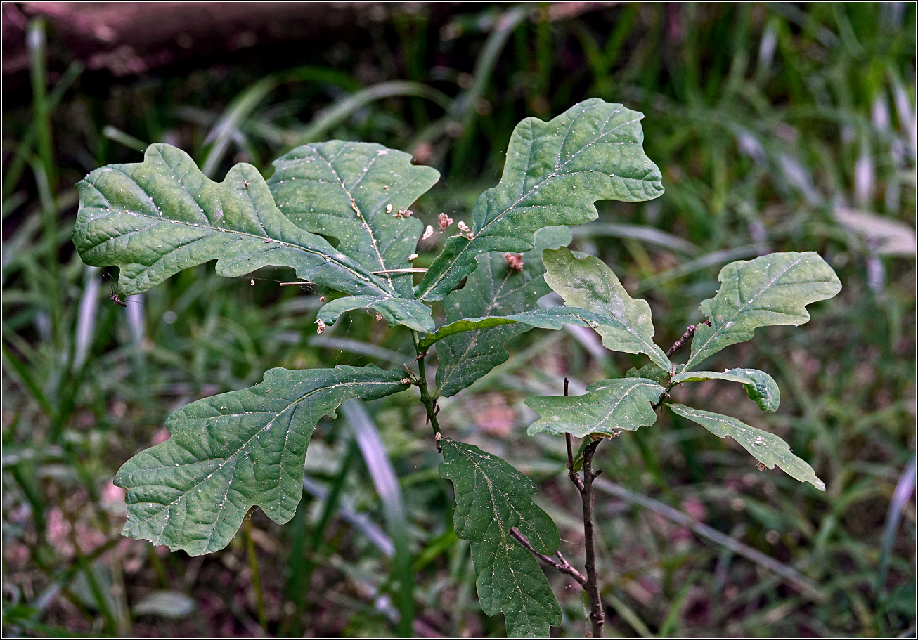 Изображение особи Quercus robur.