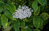 Sambucus nigra