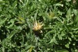 Centaurea iberica. Развивающиеся соцветия и листья. Турция, ил Ван, г. Ахлат, р-н Харабе Шехир, берег реки. 21 мая 2025 г.