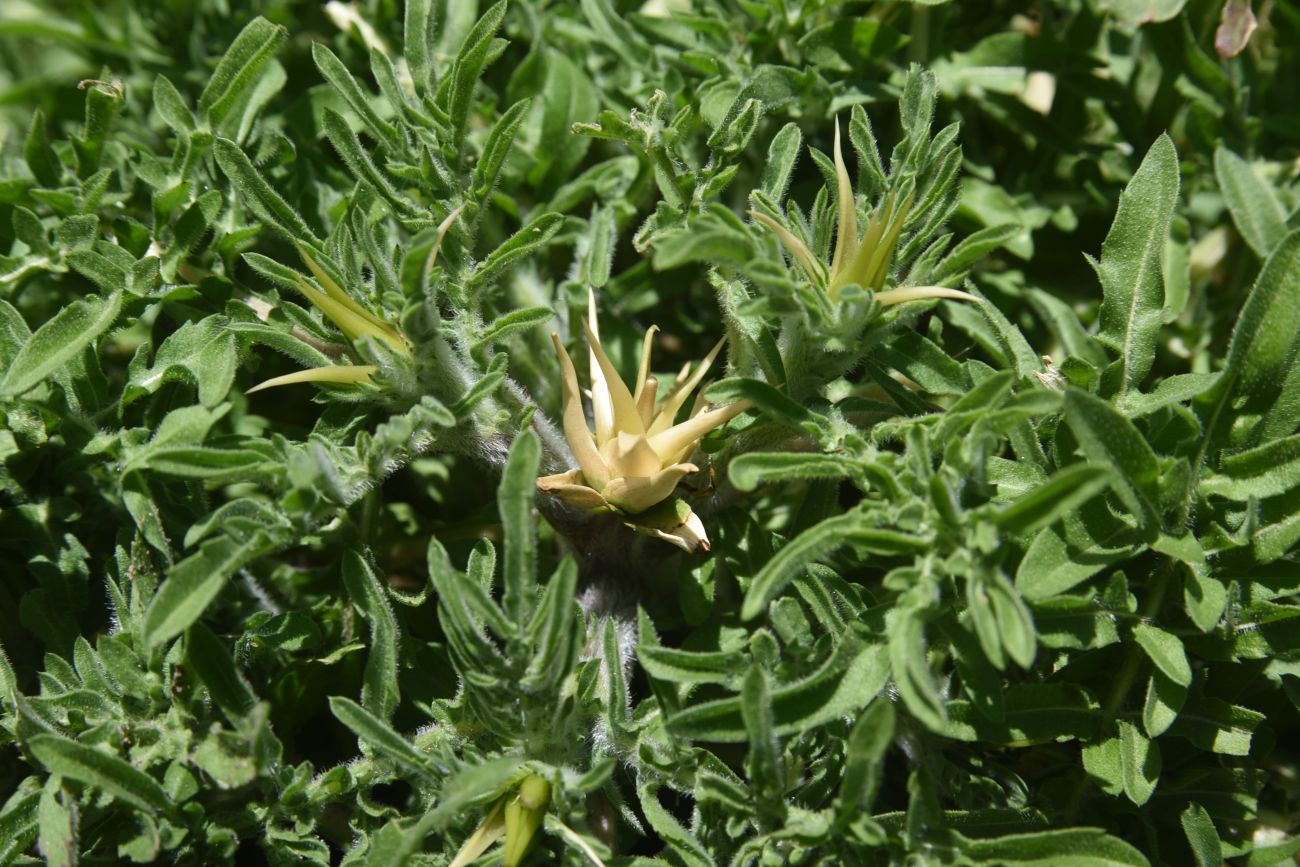 Изображение особи Centaurea iberica.