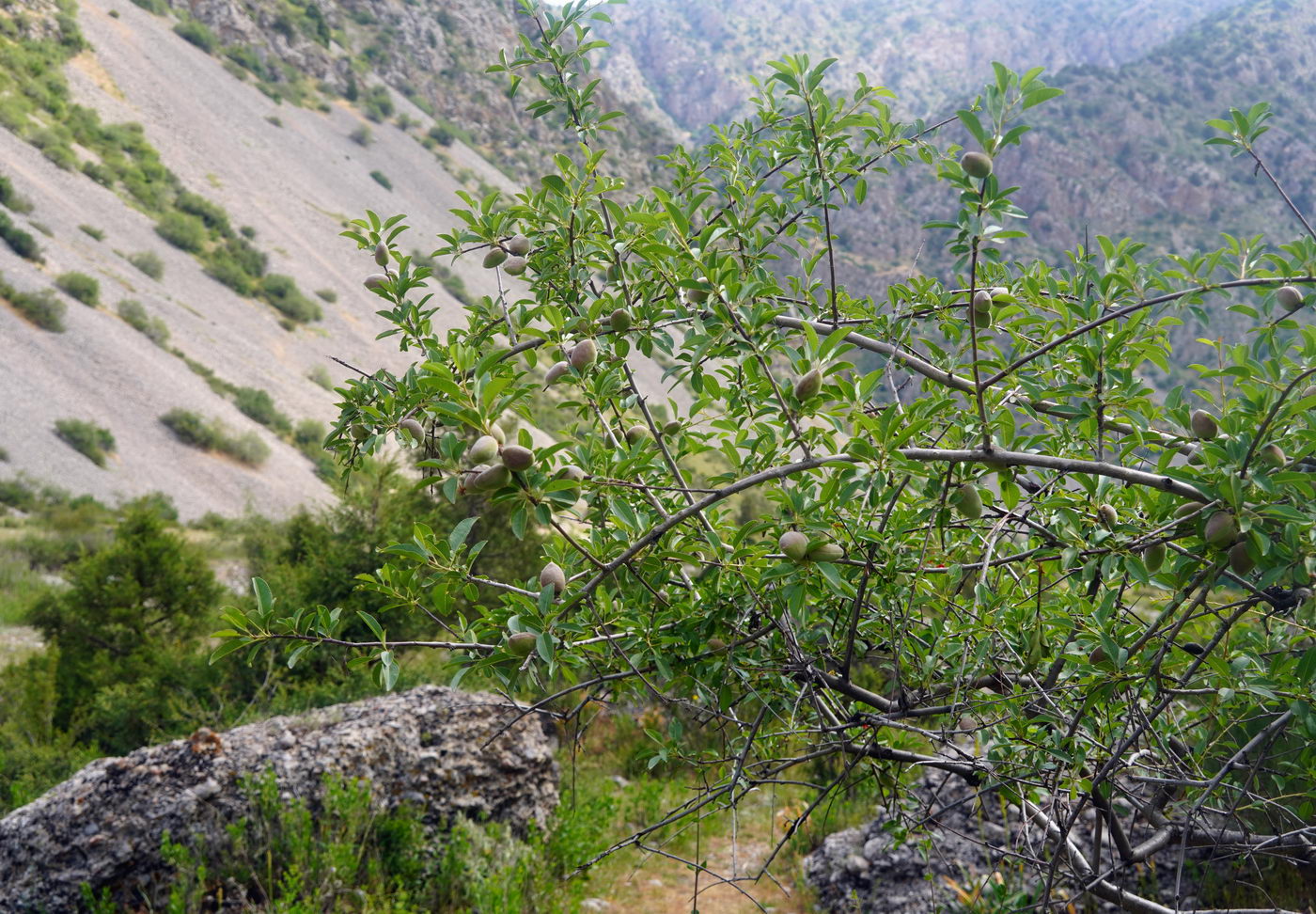 Image of Amygdalus bucharica specimen.