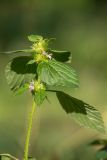 Image of taxon representative. Author is Илья Михеев
