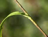 Image of taxon representative. Author is Вера Волкотруб