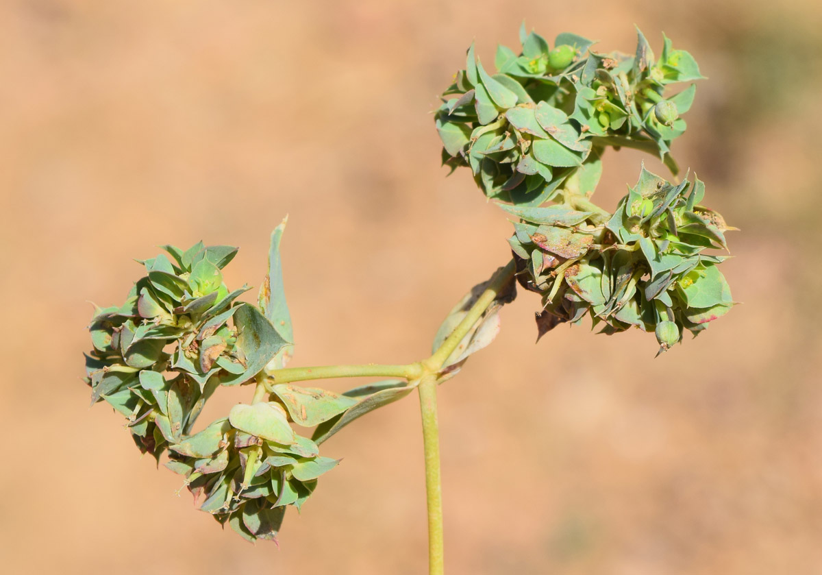 Изображение особи Euphorbia falcata.