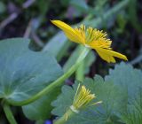 Caltha palustris. Цветок и молодая завязь. Пермский край, г. Пермь, Свердловский р-н, м-н Липовая Гора, сырой хвойный лес. 22.05.2025.