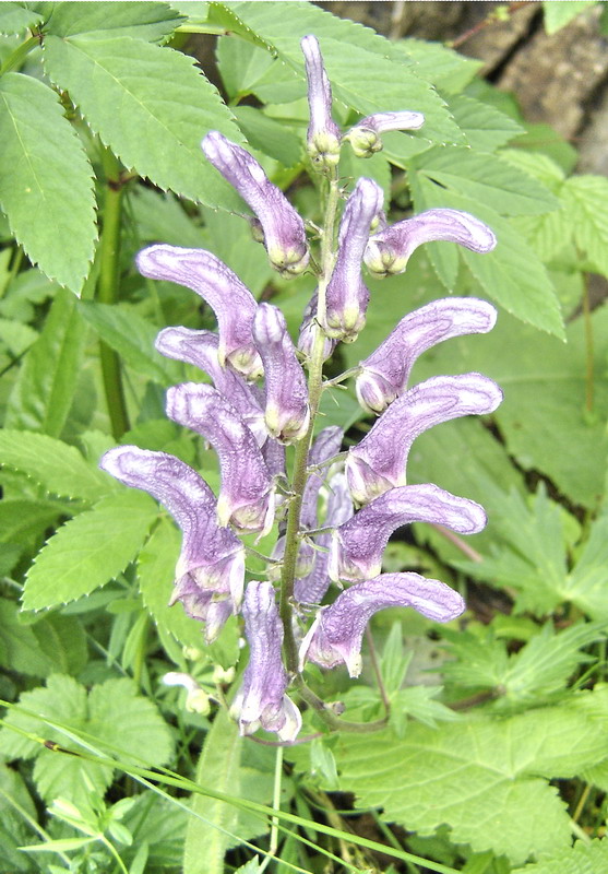 Изображение особи Aconitum moldavicum.