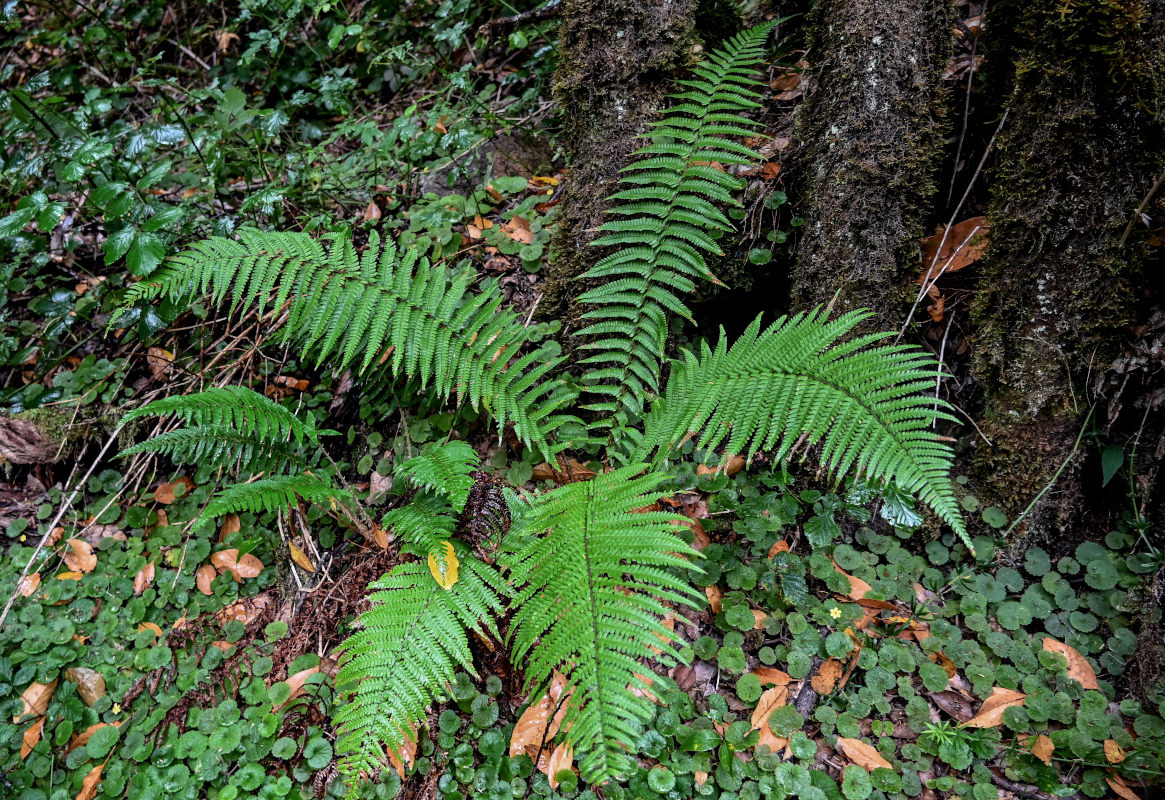 Изображение особи Dryopteris affinis.