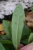 Nonea versicolor