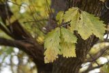 Quercus petraea. Веточка с листьями в осенней расцветке. Республика Адыгея, Майкопский р-н, окраина карьера компании \"Волма\", перелесок. 29 октября 2024 г.