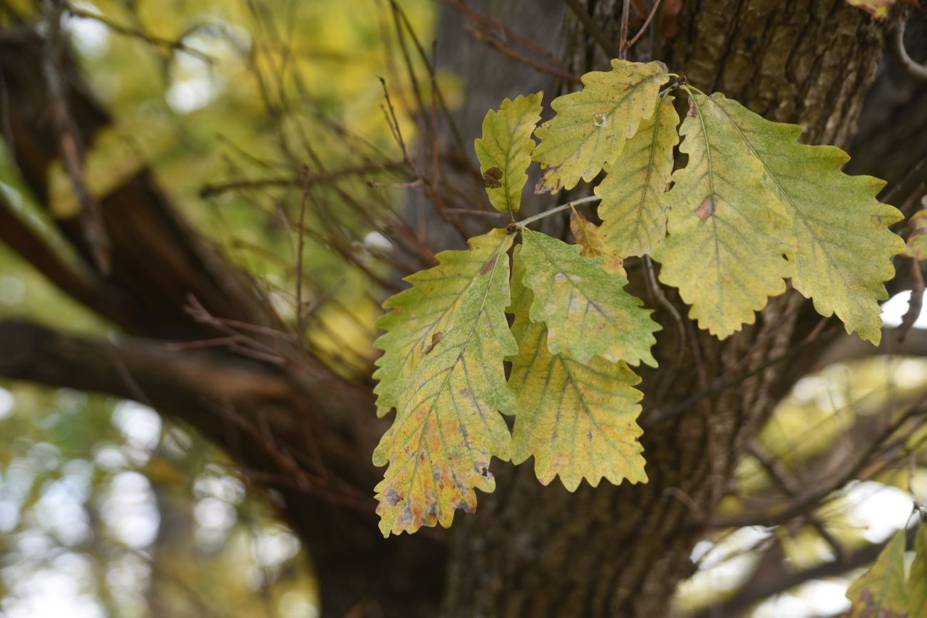 Изображение особи Quercus petraea.