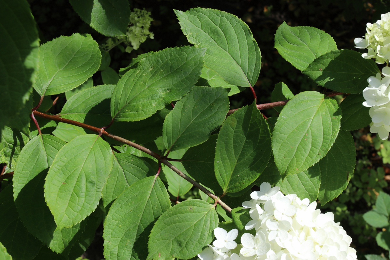 Image of Hydrangea paniculata specimen.