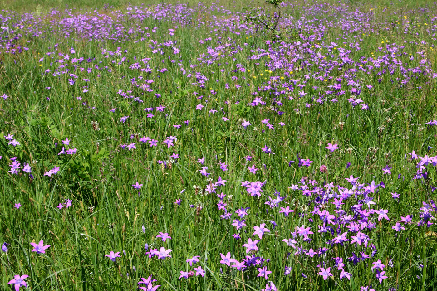 Image of Campanula patula specimen.