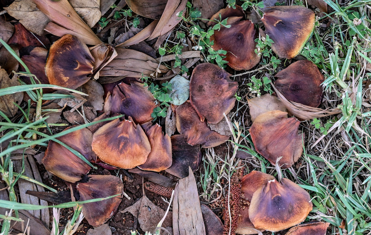 Image of Agathis robusta specimen.