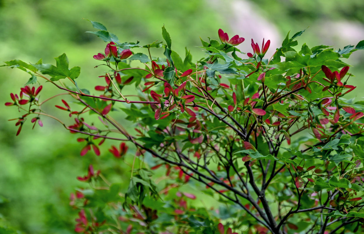 Изображение особи Acer palmatum.