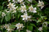 Philadelphus coronarius. Часть ветви с цветками. Калининградская обл., г. Калининград, в культуре. 28.06.2025.