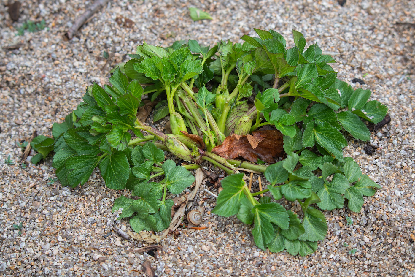 Изображение особи семейство Apiaceae.