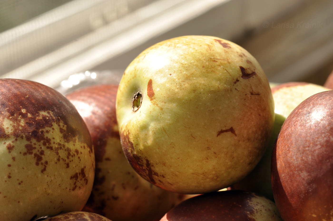 Изображение особи Ziziphus jujuba.