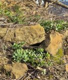 Euphorbia petrophila