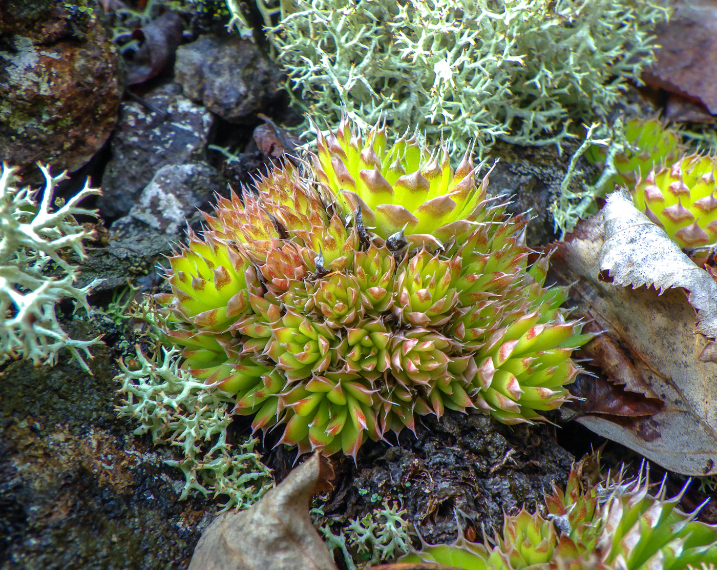 Изображение особи Orostachys spinosa.