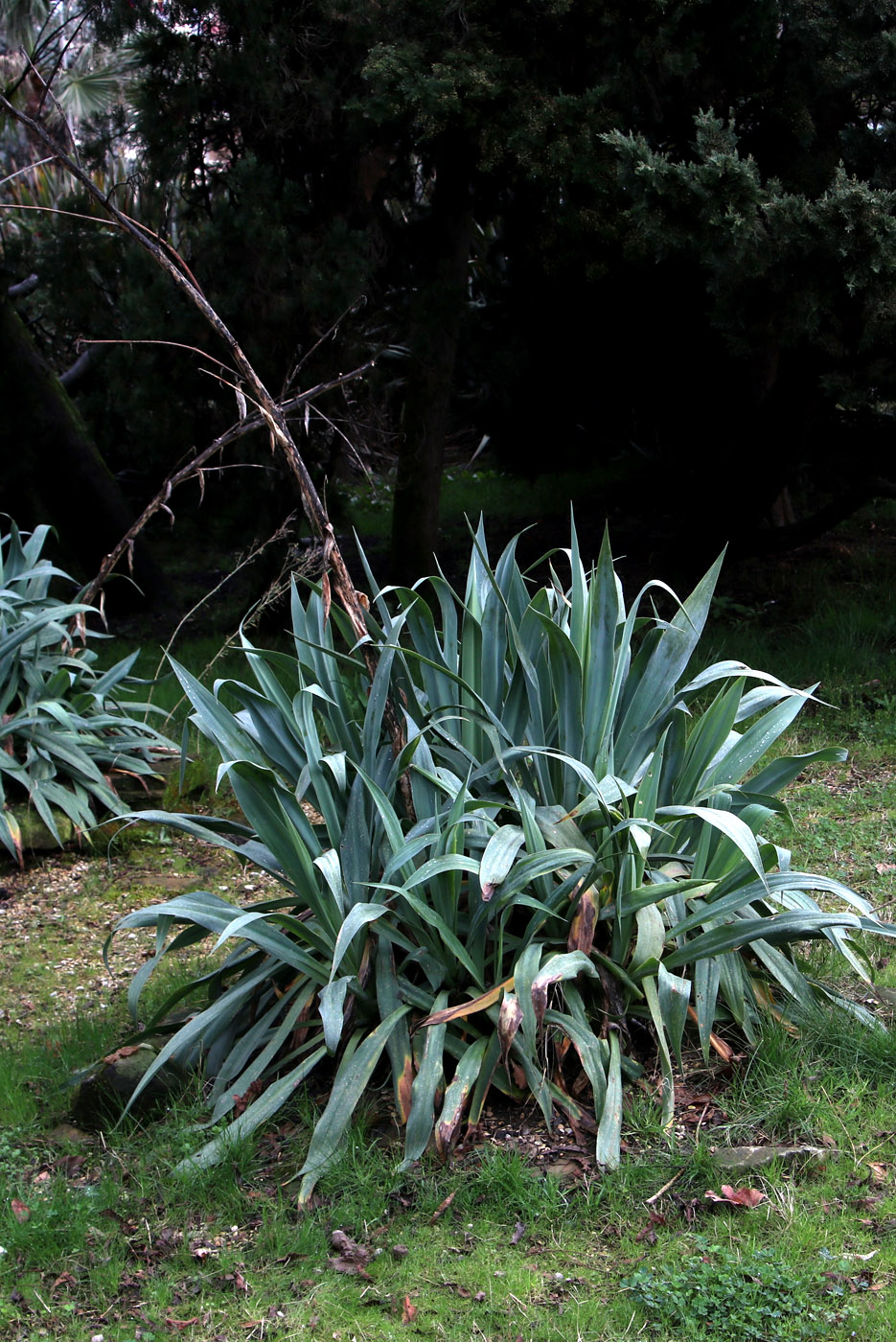 Изображение особи Beschorneria bracteata.
