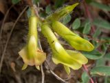 Astragalus utriger. Соцветие с муравьями. Крым, окр. г. Судак, западный склон горы Ай-Георгий, дубовое редколесье, глинисто-каменистый слабо задернованный склон. 25.04.2025.