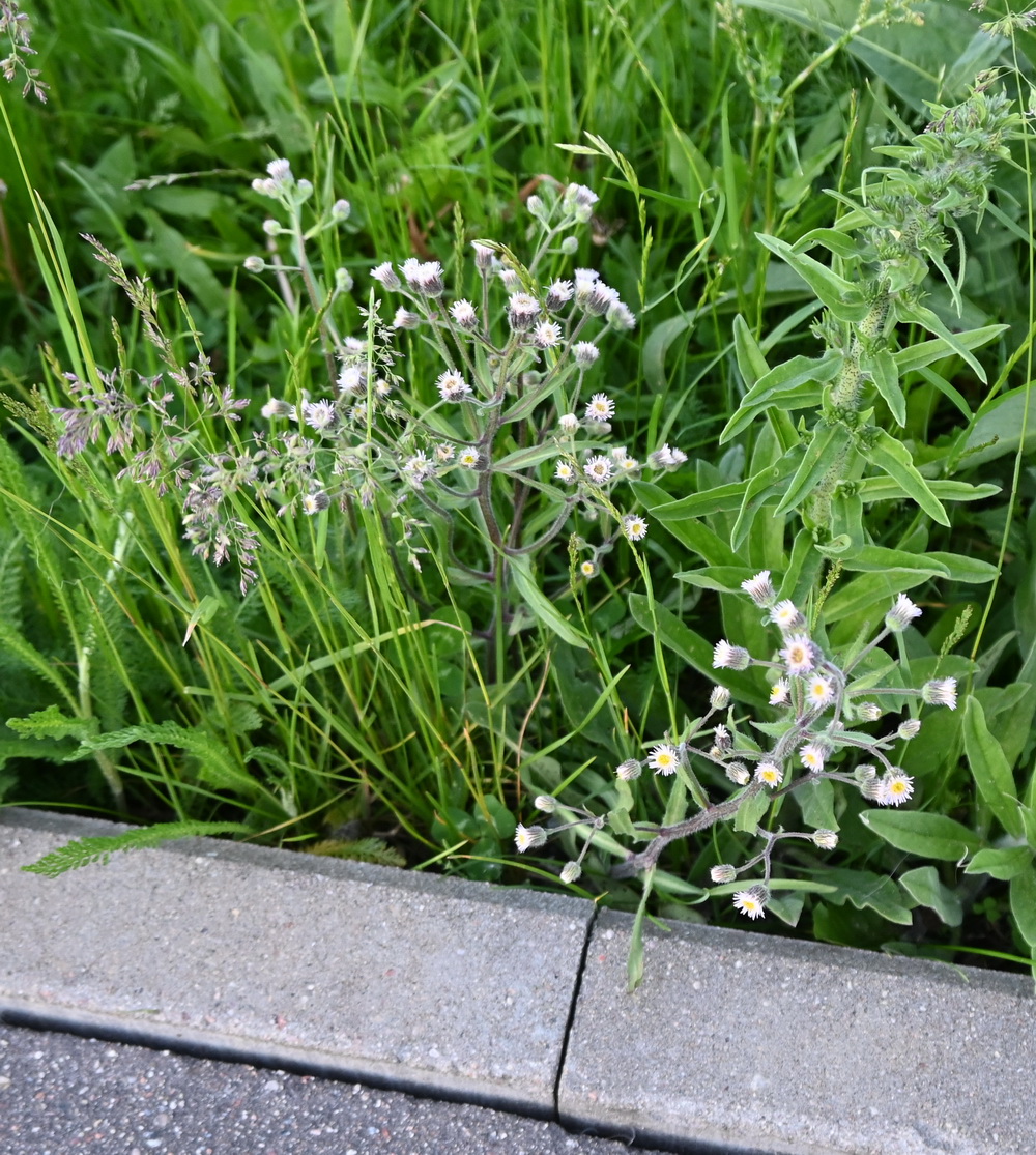 Image of Erigeron acris specimen.