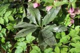 Helleborus abchasicus