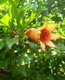 Punica granatum
