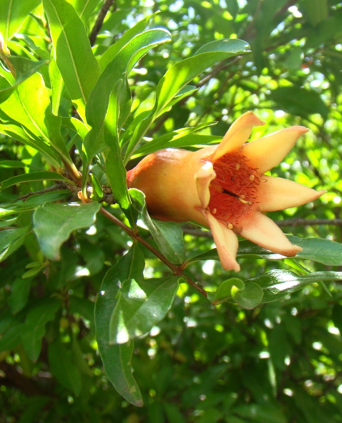 Image of Punica granatum specimen.