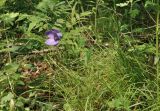 View full-size image genus Campanula