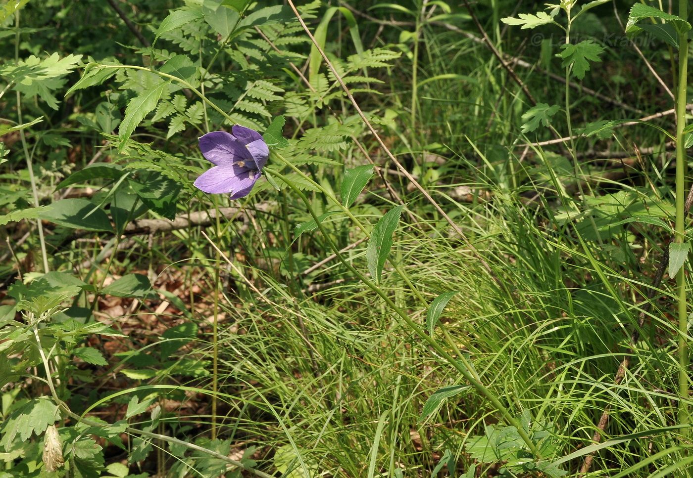 Image of Platycodon grandiflorus specimen.