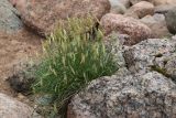 Plantago maritima