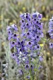 genus Delphinium. Соцветия. Кыргызстан, Чуйская обл., Жайылский р-н, Сусамырская дол., ок. 2 км к СВ от с. Суусамыр, ок. 2100 м н.у.м., каменистый склон, разнотравное сообщество. 05.07.2026.