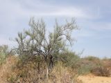 Calligonum aphyllum