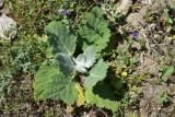 род Verbascum. Вегетирующее растение. Грузия, край Самцхе-Джавахети, Аспиндзский муниципалитет, южная окр. с. Тмогви, горная степь. 10 июня 2026 г.