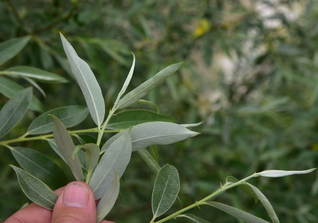 Image of genus Salix specimen.